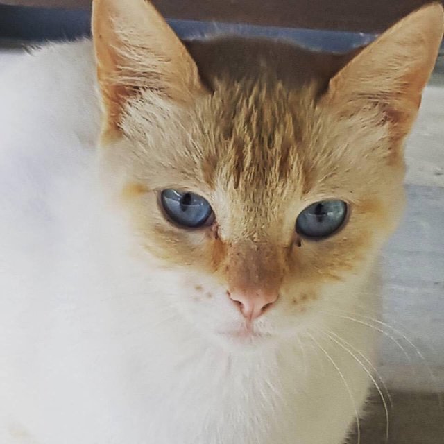 15592545_10206054815209834_112542718_n