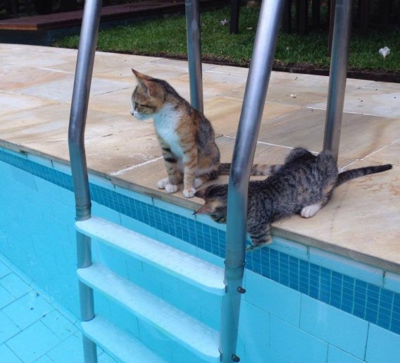 15824197_10154386602795787_1692538891_o