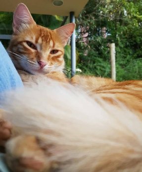 15870654_10206153582558956_1598288902_n