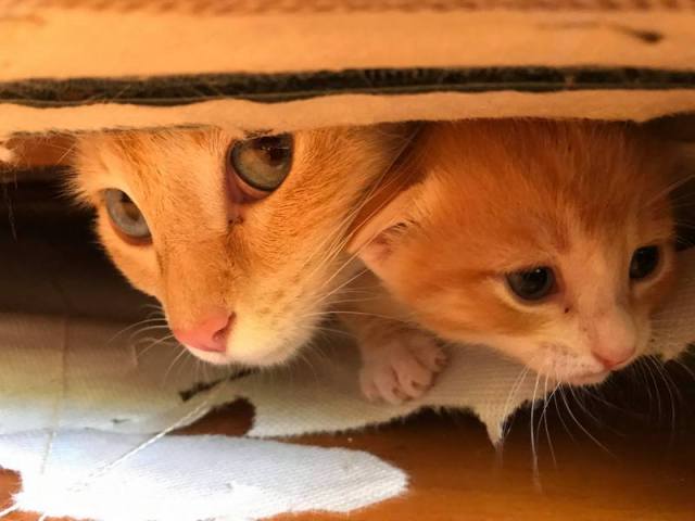 27140134_10208533400692922_77922222_o