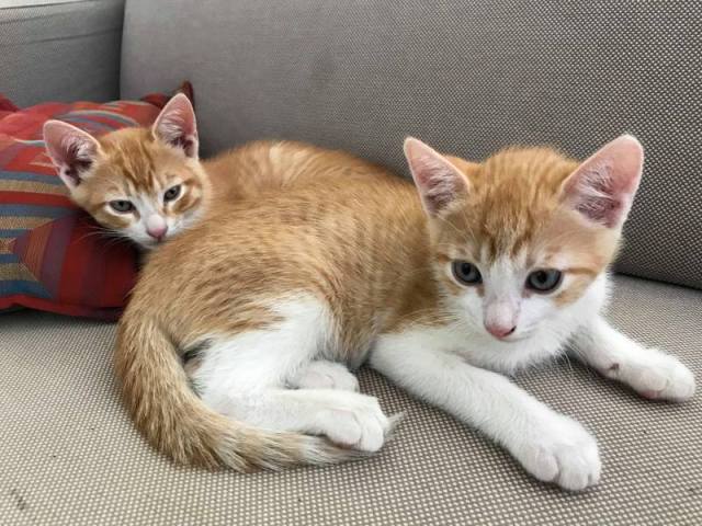 27145233_10208533430733673_885792353_o